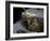 Termite Emerging From Wood, SEM-Steve Gschmeissner-Framed Photographic Print