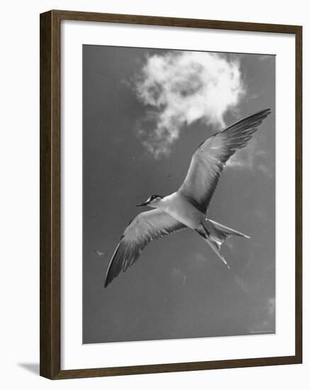 Tern Flying Through the Sky Above the Great Barrier Reef-Fritz Goro-Framed Photographic Print