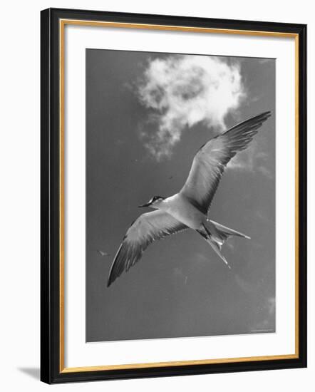 Tern Flying Through the Sky Above the Great Barrier Reef-Fritz Goro-Framed Photographic Print