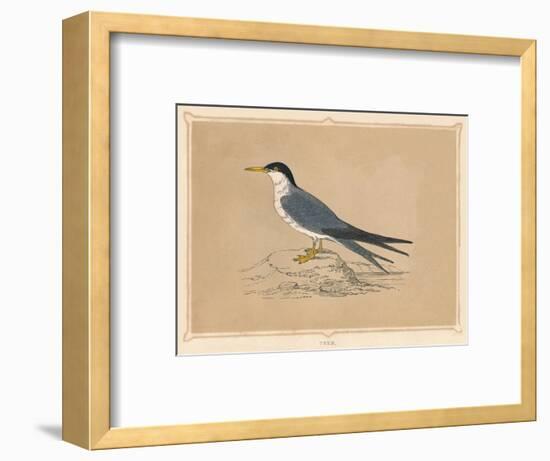 'Tern', (Sternidae), c1850, (1856)-Unknown-Framed Giclee Print