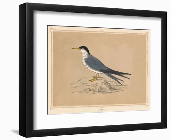 'Tern', (Sternidae), c1850, (1856)-Unknown-Framed Giclee Print