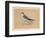 'Tern', (Sternidae), c1850, (1856)-Unknown-Framed Giclee Print