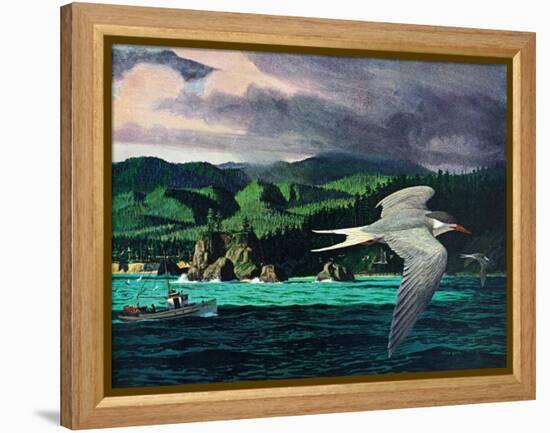 Terns In Flight-Stan Galli-Framed Premier Image Canvas