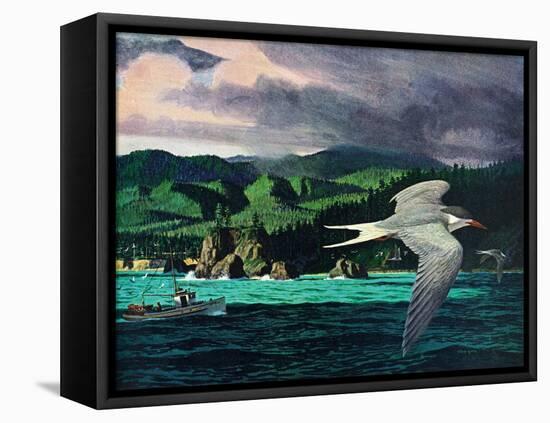 Terns In Flight-Stan Galli-Framed Premier Image Canvas