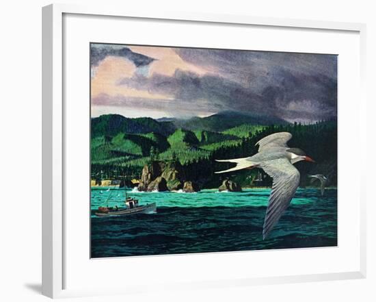 Terns In Flight-Stan Galli-Framed Giclee Print