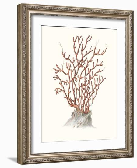 Terra Cotta Coral II-Unknown-Framed Art Print