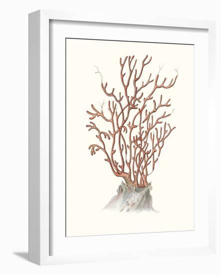 Terra Cotta Coral II-Unknown-Framed Art Print