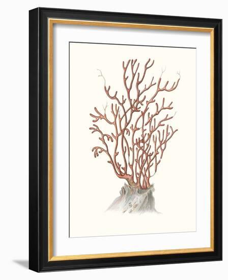 Terra Cotta Coral II-Unknown-Framed Art Print