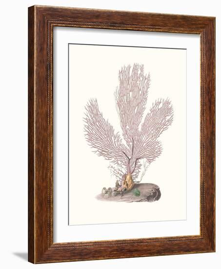 Terra Cotta Coral IV-Unknown-Framed Art Print