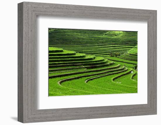 Terrace Rice Fields, Bali, Indonesia-Marko5-Framed Photographic Print