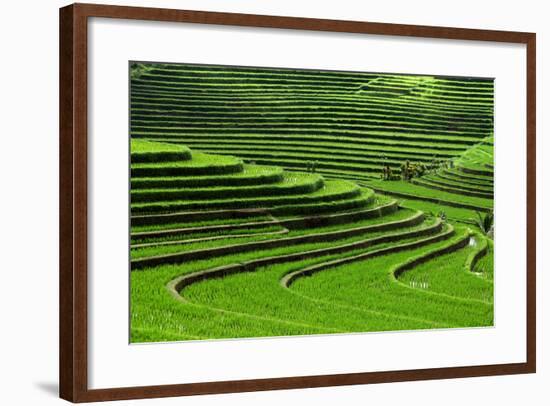 Terrace Rice Fields, Bali, Indonesia-Marko5-Framed Photographic Print