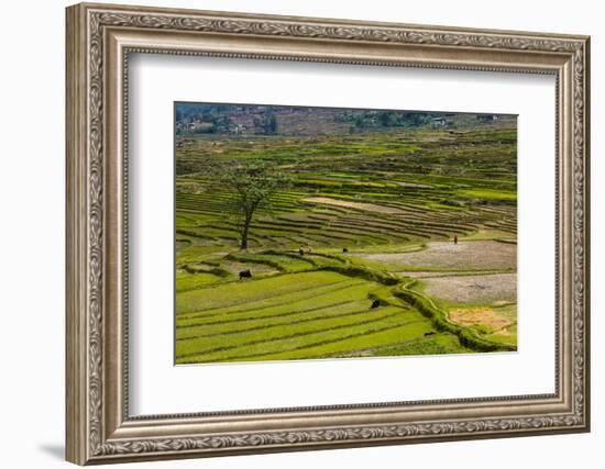 Terrace Rice Fields, Chimi Lhakhang, Bhutan-Michael Runkel-Framed Photographic Print