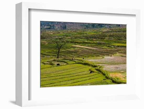 Terrace Rice Fields, Chimi Lhakhang, Bhutan-Michael Runkel-Framed Photographic Print