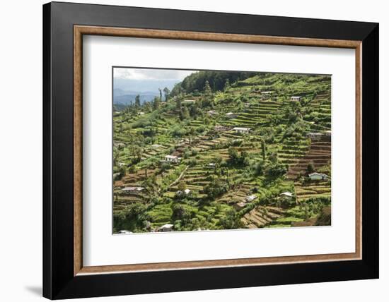 Terraced Farmland Above Ambewela, Hill Country, Sri Lanka, Asia-Tony Waltham-Framed Photographic Print