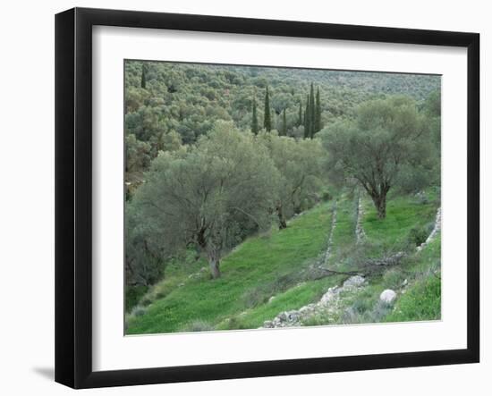 Terraced Olive Grove, Samos, Greece-Rolf Nussbaumer-Framed Photographic Print
