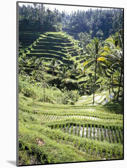 Terraced Rice Fields, Bali, Indonesia, Southeast Asia-Robert Harding-Mounted Photographic Print