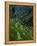 Terraced Rice Fields Near Gagah, Bali, Indonesia, Southeast Asia-James Green-Framed Premier Image Canvas