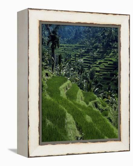 Terraced Rice Fields Near Gagah, Bali, Indonesia, Southeast Asia-James Green-Framed Premier Image Canvas