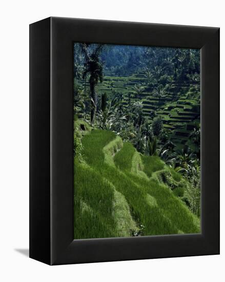 Terraced Rice Fields Near Gagah, Bali, Indonesia, Southeast Asia-James Green-Framed Premier Image Canvas