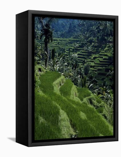 Terraced Rice Fields Near Gagah, Bali, Indonesia, Southeast Asia-James Green-Framed Premier Image Canvas