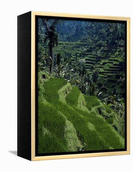 Terraced Rice Fields Near Gagah, Bali, Indonesia, Southeast Asia-James Green-Framed Premier Image Canvas