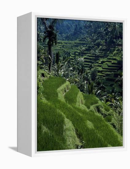 Terraced Rice Fields Near Gagah, Bali, Indonesia, Southeast Asia-James Green-Framed Premier Image Canvas