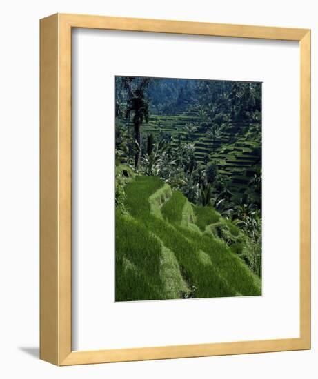 Terraced Rice Fields Near Gagah, Bali, Indonesia, Southeast Asia-James Green-Framed Photographic Print