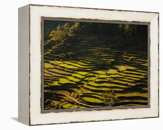 Terraced Rice Fields, Near Pokhara, Gandak, Nepal, Asia-Mark Chivers-Framed Premier Image Canvas