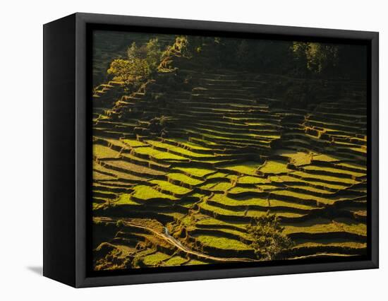 Terraced Rice Fields, Near Pokhara, Gandak, Nepal, Asia-Mark Chivers-Framed Premier Image Canvas