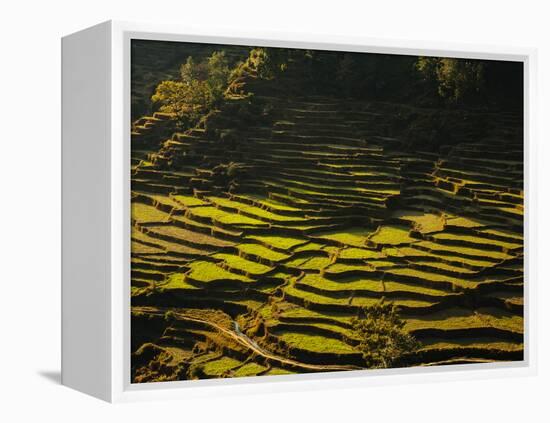 Terraced Rice Fields, Near Pokhara, Gandak, Nepal, Asia-Mark Chivers-Framed Premier Image Canvas