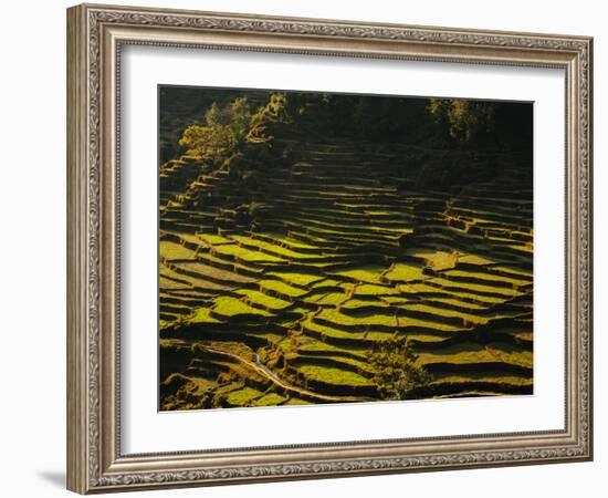 Terraced Rice Fields, Near Pokhara, Gandak, Nepal, Asia-Mark Chivers-Framed Photographic Print