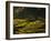 Terraced Rice Fields, Near Pokhara, Gandak, Nepal, Asia-Mark Chivers-Framed Photographic Print