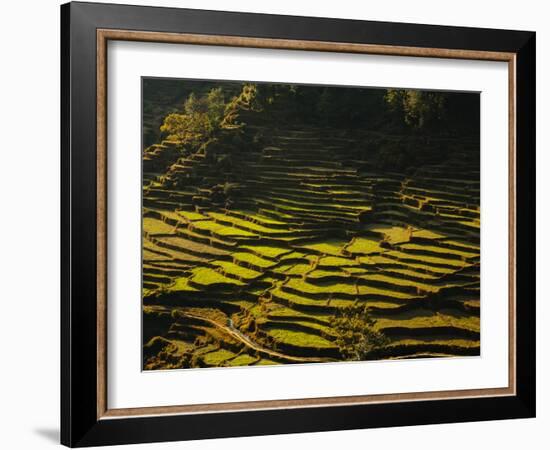 Terraced Rice Fields, Near Pokhara, Gandak, Nepal, Asia-Mark Chivers-Framed Photographic Print