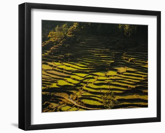 Terraced Rice Fields, Near Pokhara, Gandak, Nepal, Asia-Mark Chivers-Framed Photographic Print