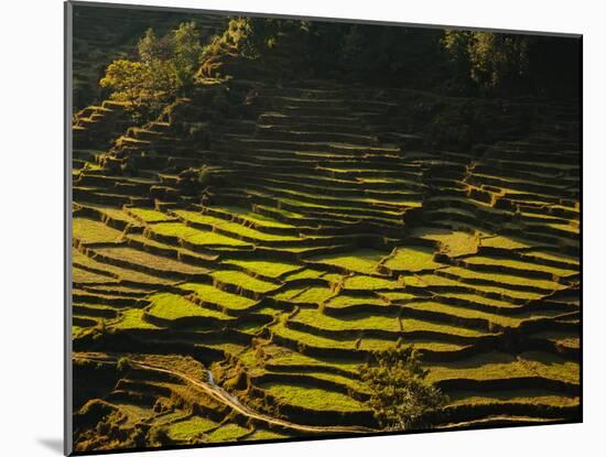 Terraced Rice Fields, Near Pokhara, Gandak, Nepal, Asia-Mark Chivers-Mounted Photographic Print