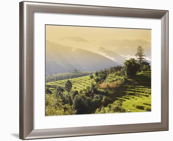 Terraced Rice Fields, Punakha, Bhutan, Himalayas, Asia-Angelo Cavalli-Framed Photographic Print