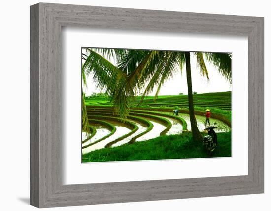 Terraced Rice Paddy in Ubud, Bali, Indonesia, Southeast Asia, Asia-Laura Grier-Framed Photographic Print