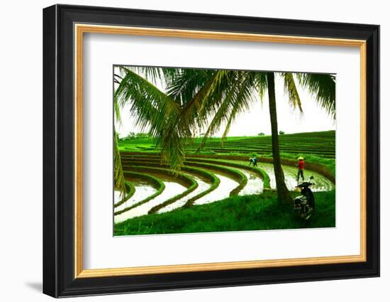 Terraced Rice Paddy in Ubud, Bali, Indonesia, Southeast Asia, Asia-Laura Grier-Framed Photographic Print