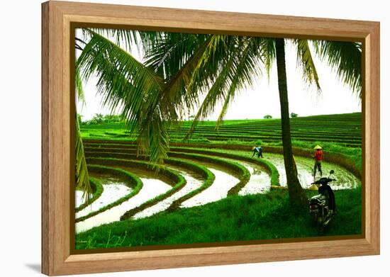 Terraced Rice Paddy in Ubud, Bali, Indonesia, Southeast Asia, Asia-Laura Grier-Framed Premier Image Canvas