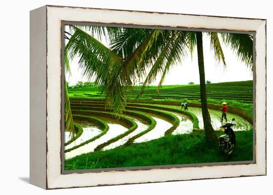 Terraced Rice Paddy in Ubud, Bali, Indonesia, Southeast Asia, Asia-Laura Grier-Framed Premier Image Canvas