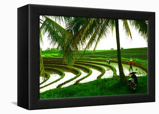 Terraced Rice Paddy in Ubud, Bali, Indonesia, Southeast Asia, Asia-Laura Grier-Framed Premier Image Canvas