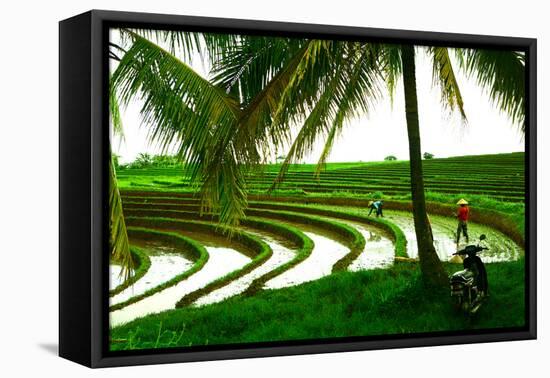 Terraced Rice Paddy in Ubud, Bali, Indonesia, Southeast Asia, Asia-Laura Grier-Framed Premier Image Canvas