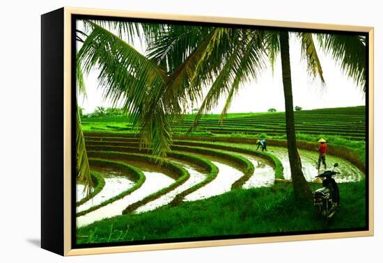 Terraced Rice Paddy in Ubud, Bali, Indonesia, Southeast Asia, Asia-Laura Grier-Framed Premier Image Canvas