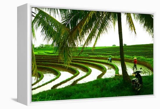 Terraced Rice Paddy in Ubud, Bali, Indonesia, Southeast Asia, Asia-Laura Grier-Framed Premier Image Canvas