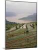 Terraced Rice Paddy on the Yangtze River, Three Gorges, China-Keren Su-Mounted Photographic Print