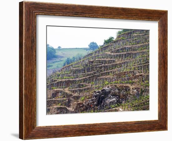 Terraced Vineyards in the Cote Rotie District, Rhone, France-Per Karlsson-Framed Photographic Print