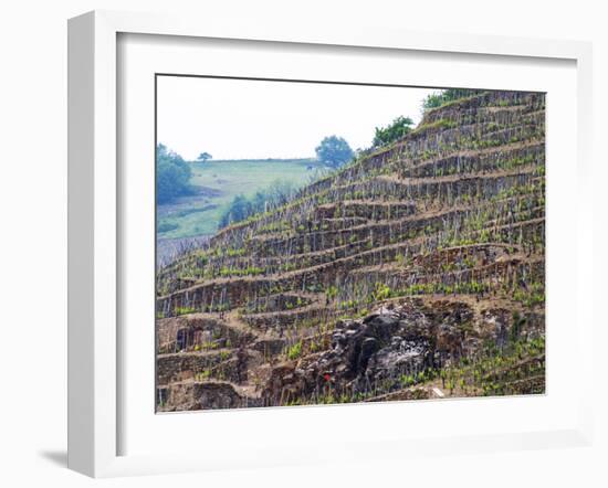 Terraced Vineyards in the Cote Rotie District, Rhone, France-Per Karlsson-Framed Photographic Print