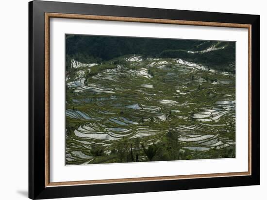 Terraces in Yunnan fashioned over hundreds of years by the Hani, Yuanyang, China-Alex Treadway-Framed Photographic Print