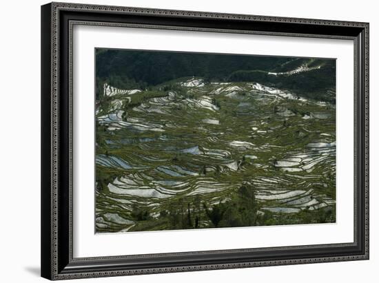 Terraces in Yunnan fashioned over hundreds of years by the Hani, Yuanyang, China-Alex Treadway-Framed Photographic Print