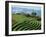 Terracing on Small Farm, Godet, Haiti, West Indies, Caribbean, Central America-Murray Louise-Framed Photographic Print